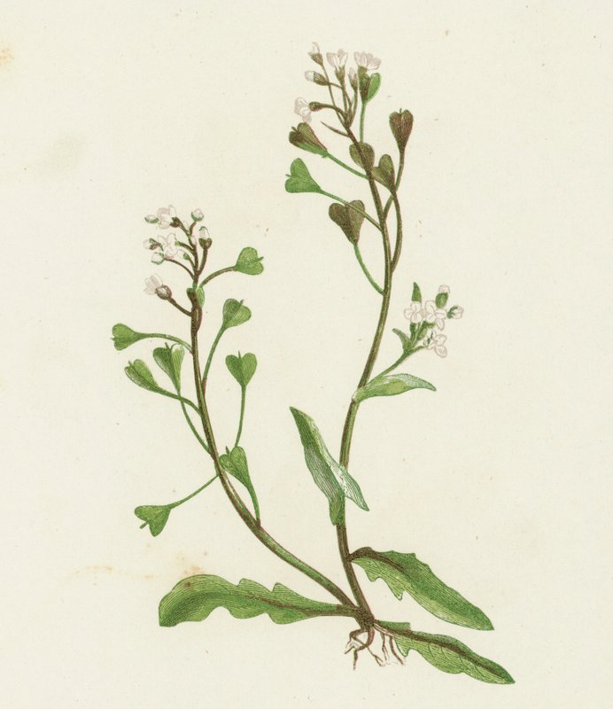 Pastýřská peněženka, Capsella Bursa-pastoris od English School