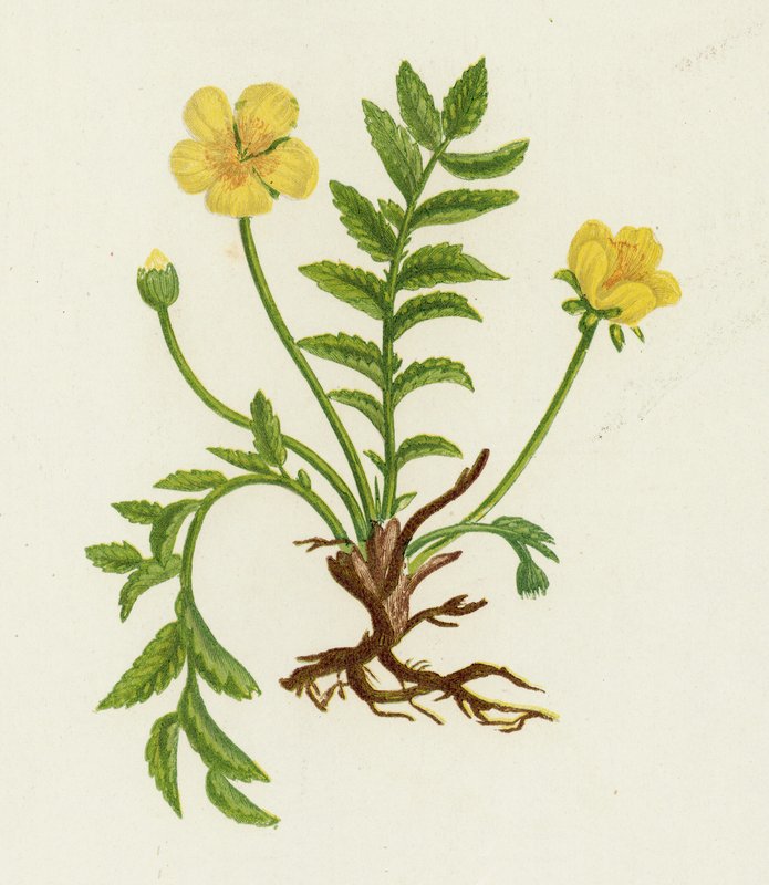 Stříbrný plevel, Potentilla Anserina od English School
