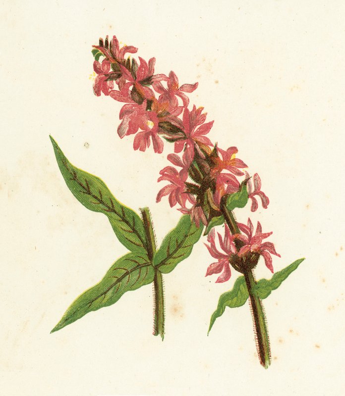 pichlavý purpurový Loosestrife, Lythrum Salicaria od English School