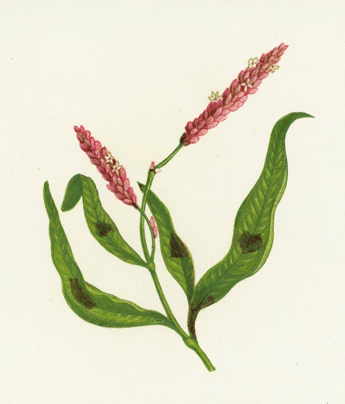 Persicaria skvrnitá, Polygonum Persicaria od English School