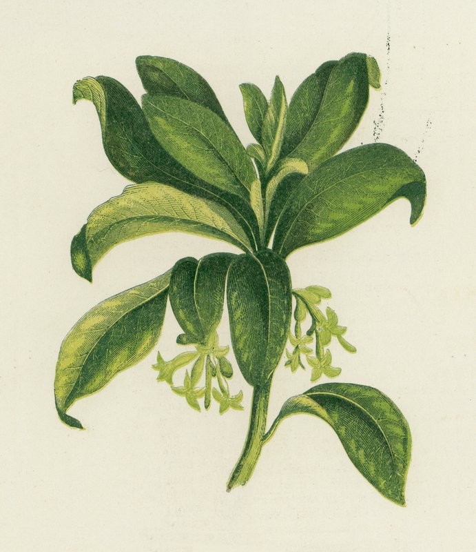 Spurge Laurel, Daphne Laureola od English School