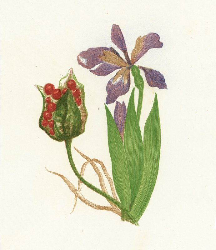 Smradlavý Iris, Iris Foetidissima od English School
