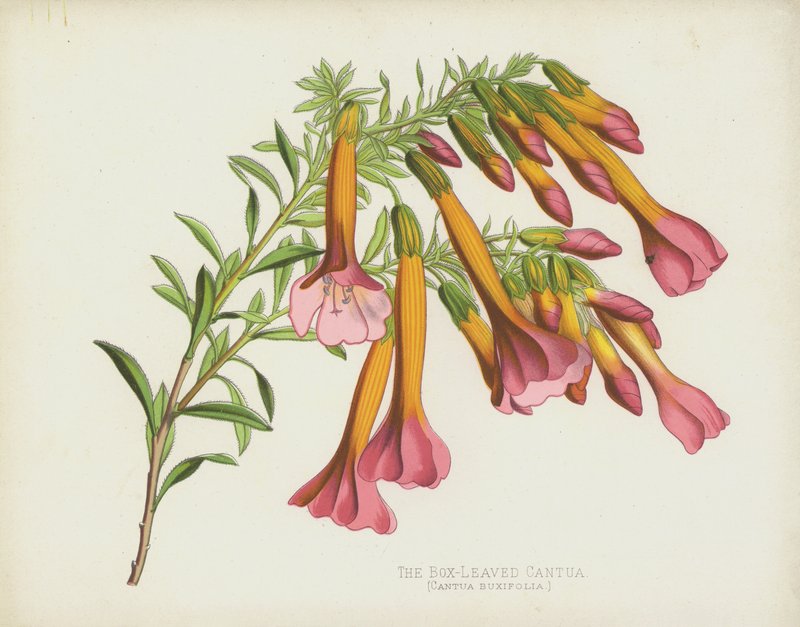 Cantua Box-Leaved Cantua, Cantua Buxifolia od English School