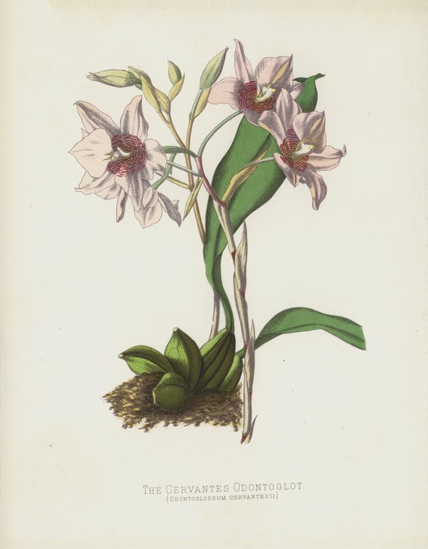 Cervantes Odontoglot, Odontoglossum Cervantesii od English School