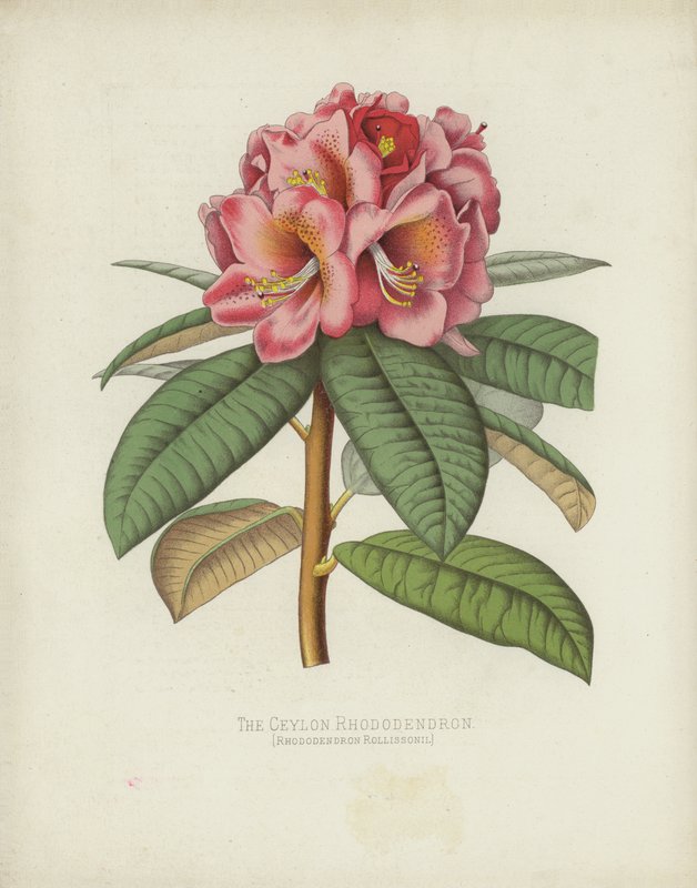 Cejlonský rododendron, Rhododendron Rollissonii od English School