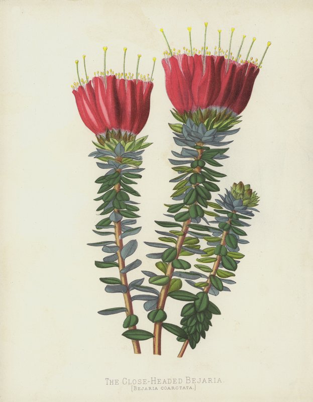 Bejaria blízkohlavá, Bejaria Coarctata od English School