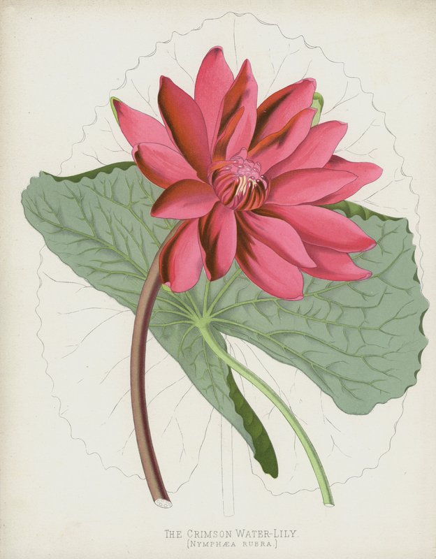 Crimson Water-Lily, Nymphaea Rubra od English School