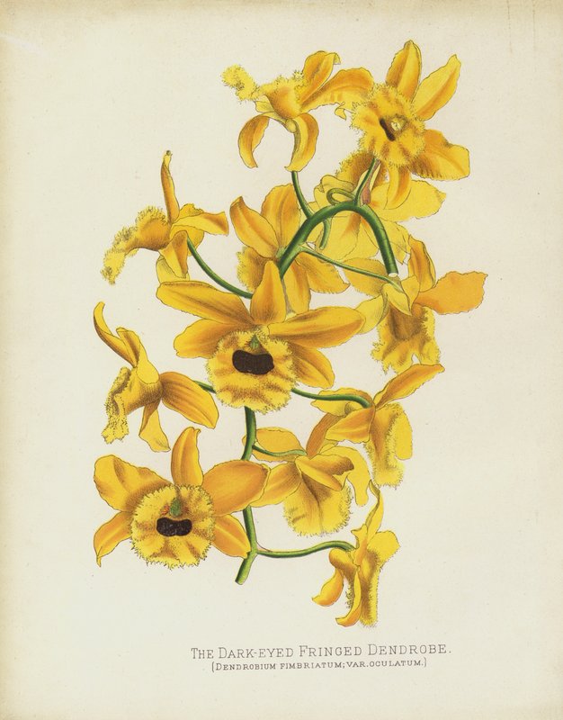 Dendrobe temnooký, Dendrobium Fimbruatum; var Oculatum od English School