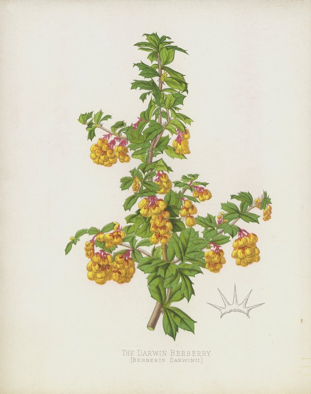 Darwin Dřišťál, Berberis Darwinii od English School