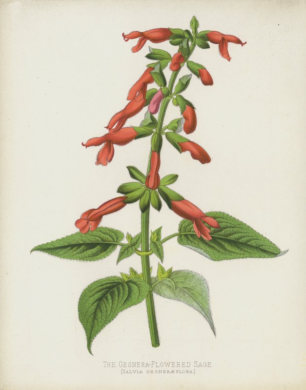 Šalvěj květovaná Gesnera, Salvia Gesneraeflora od English School