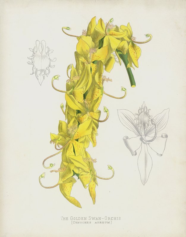 Zlatá labutí orchidej, Cycnoches Aureum od English School