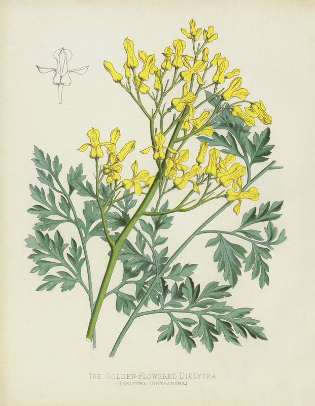 Zlatokvetá Dielytra, Dielytra Chrysantha od English School