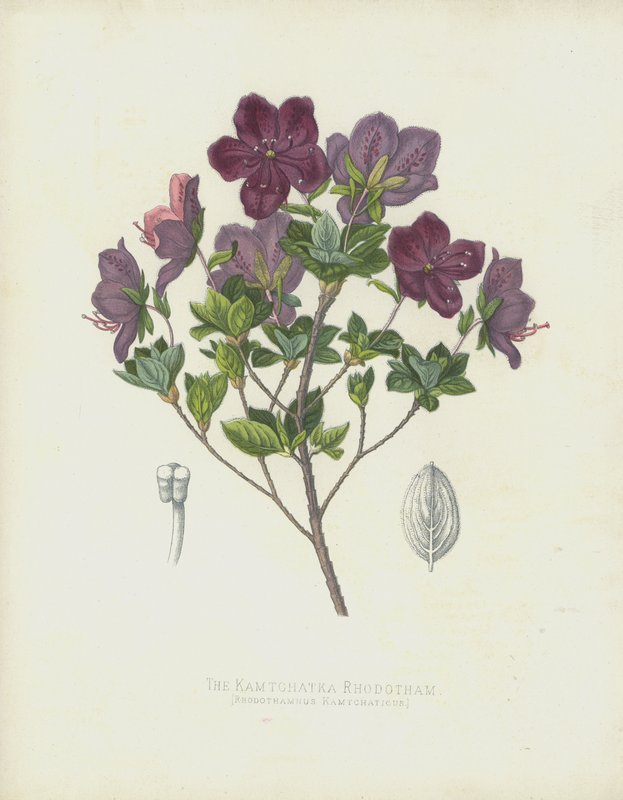 Kamčatský Rhodotham, Rhabdothamnus Kamtschaticus od English School