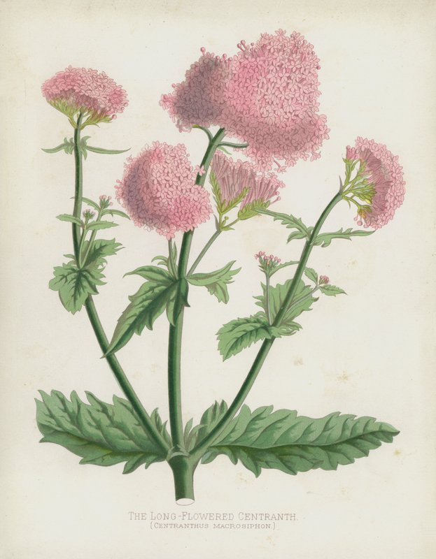 Centranth dlouhokvětý, Centranthus Macrosiphon od English School