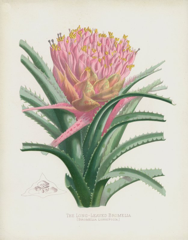Bromelia dlouholistá, Bromelia Longifolia od English School