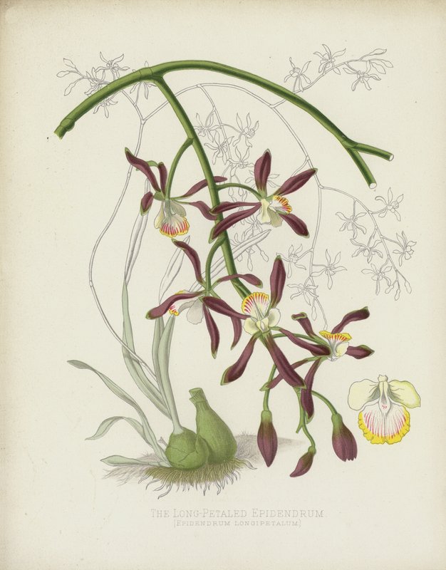 Epidendrum s dlouhými okvětními lístky, Epidendrum Longipetalum od English School