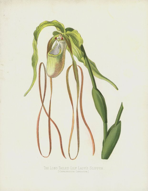Pantoflíček dlouhoocasý, Cypripedium Caudatum od English School