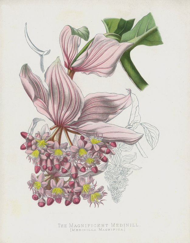 Velkolepá Medinilla, Medinilla Magnifica od English School