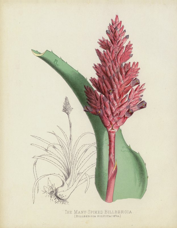 Mnohočetná Billbergia, Billbergia(?) Polystachya od English School
