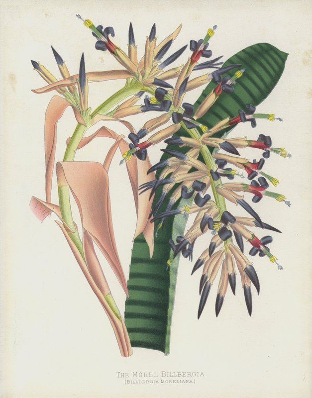 Smrž Billbergia, Billbergia Moreliana od English School