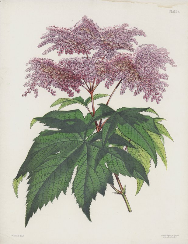 Spiraea palmateaea, Spiraea Palmata od English School