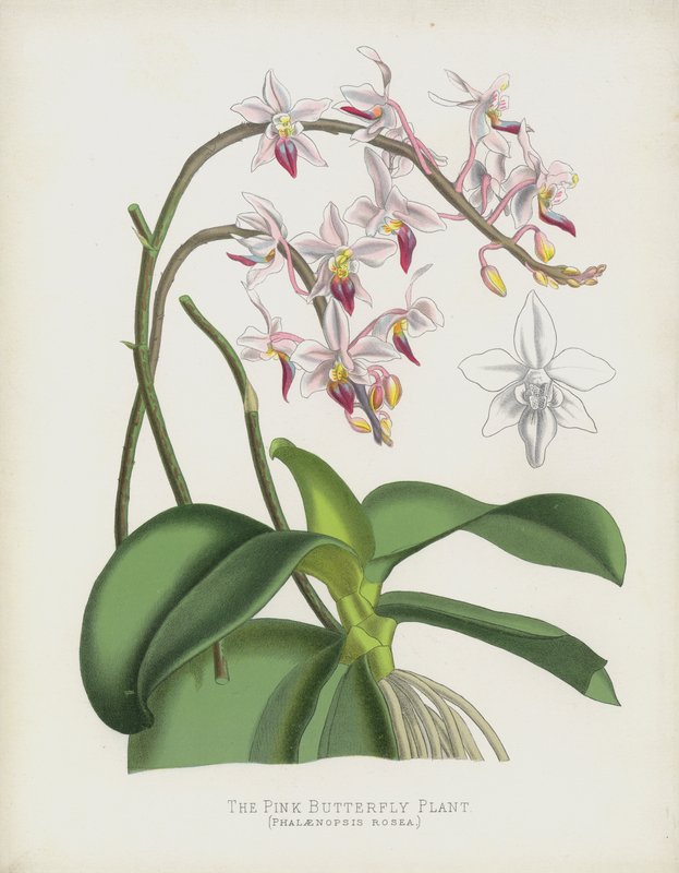 Rostlina růžového motýla, Phalaenopsis Rosea od English School