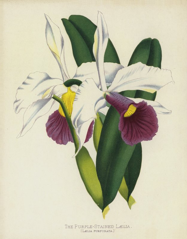 Laelia purpurová, Laelia Purpurata od English School
