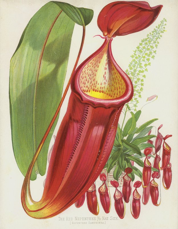 Nepenthes červený, Nepenthes Sanguinea od English School