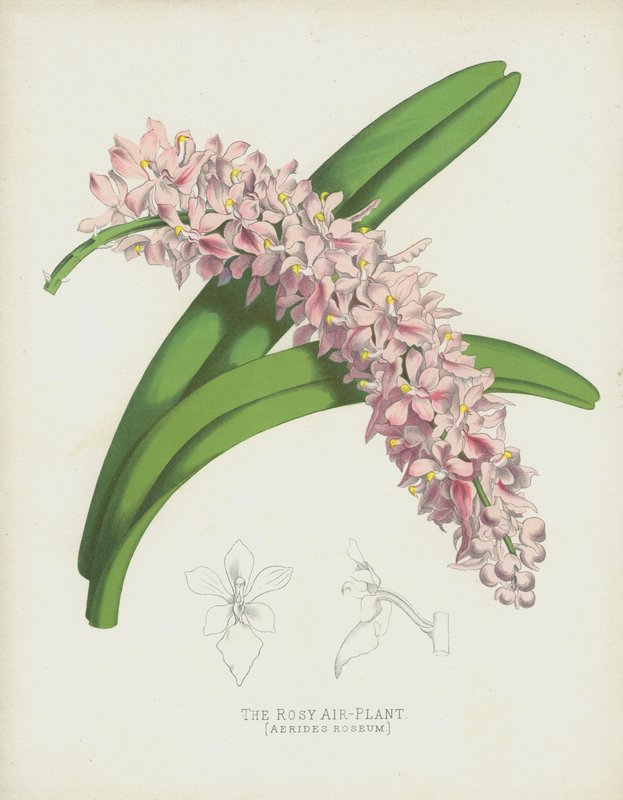 Rosy Air-Plant, Aerides Roseum od English School