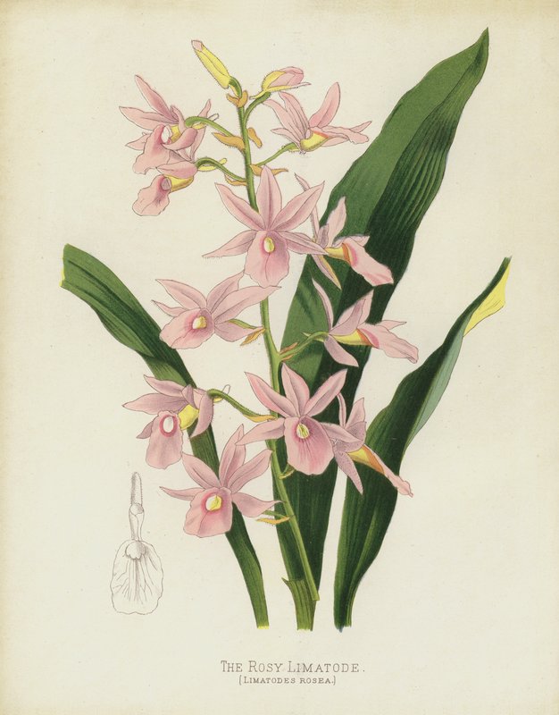Rosy Limatode, Limatodes Rosea od English School