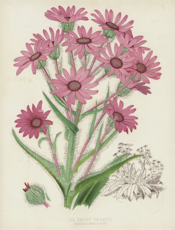 Okázalý Senecio, Senecio Speciosus od English School