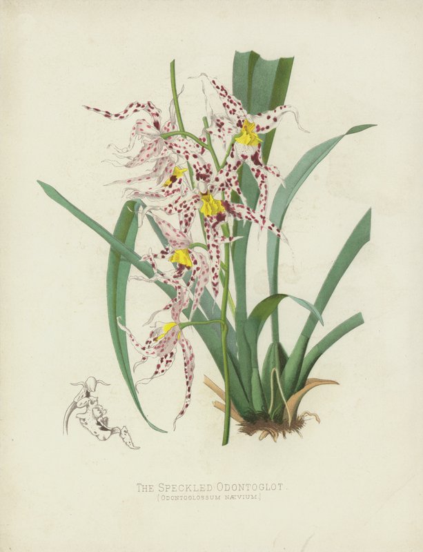 Skvrnitý Odontoglot, Odontoglossum Naevium od English School