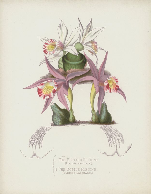Pleione skvrnitý, Pleione Maculata; Láhev Pleione, Pleione Lagenaria od English School