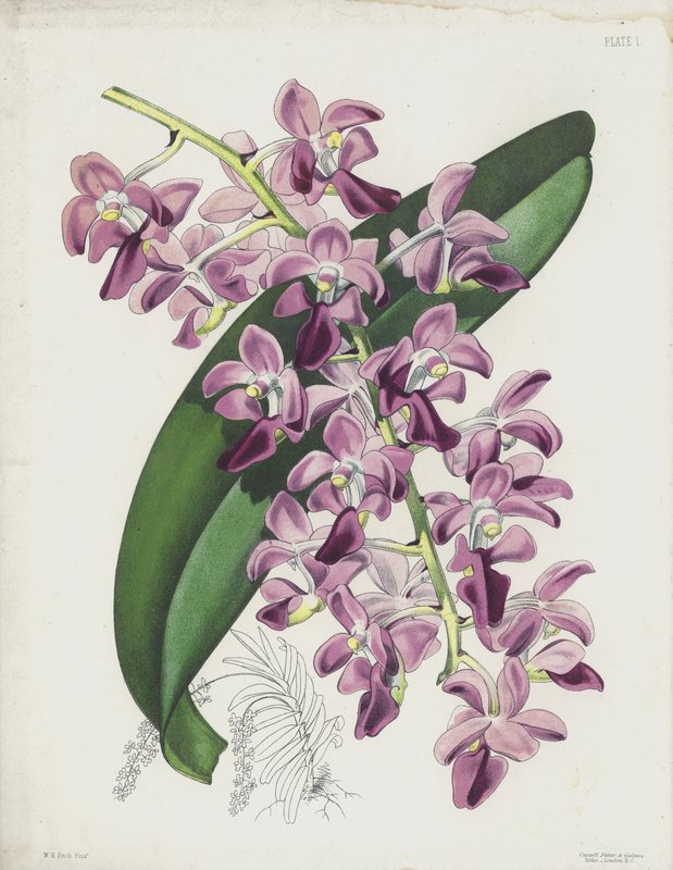Tlustolistá rostlina, Aerides Crassifolium od English School