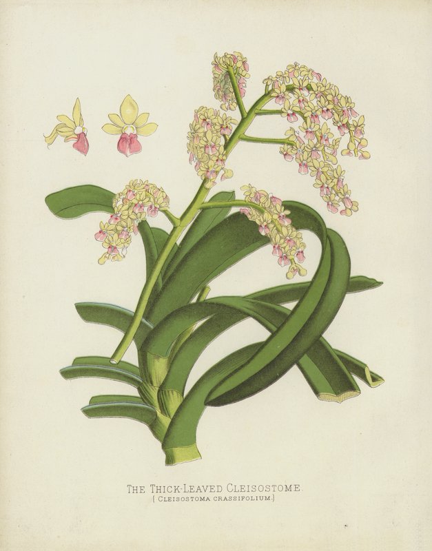 Tlustolistý kleisostom, Cleisostoma Crassifolium od English School