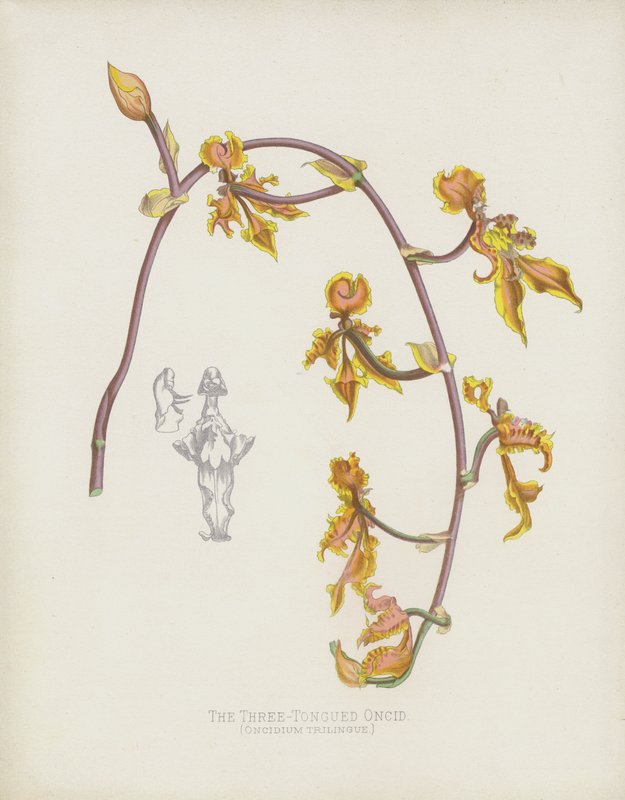 Tříjazyčný Oncid, Oncidium Trilingue od English School