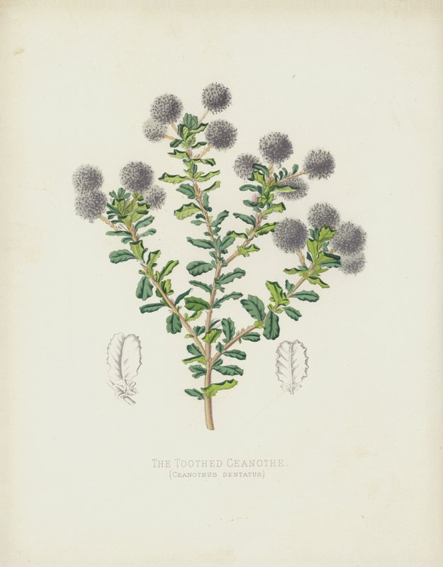 Zubatý Ceanothe, Ceanothus Dentatus od English School