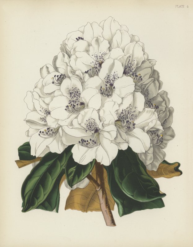 The White Cunningham Rhododendron, Rhododendron Cinnamomeum; var Cunninghami od English School