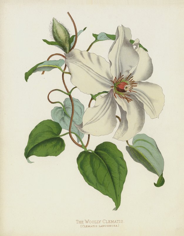 Clematis vlněný, Clematis Lanuginosa od English School