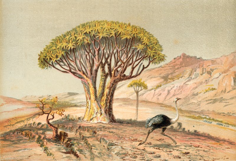 Velké stromy: aloe z Damaralandu, jihozápadní Afrika od English School