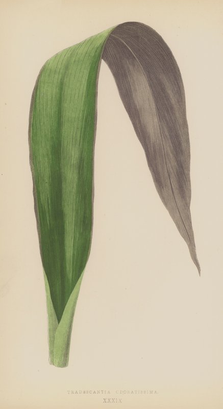 Tradescantia Odoratissima od English School