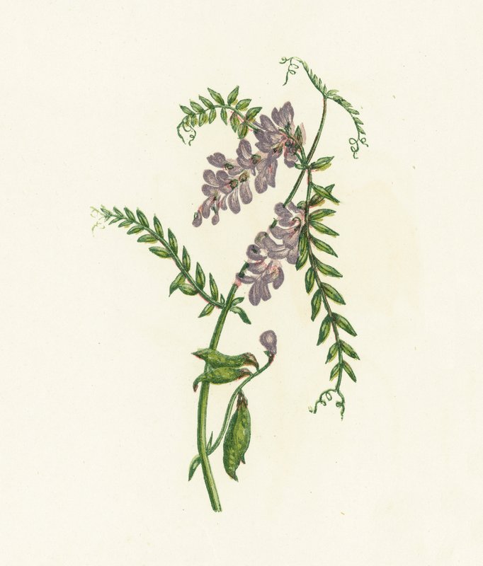 Vetch, Vicia Cracca od English School
