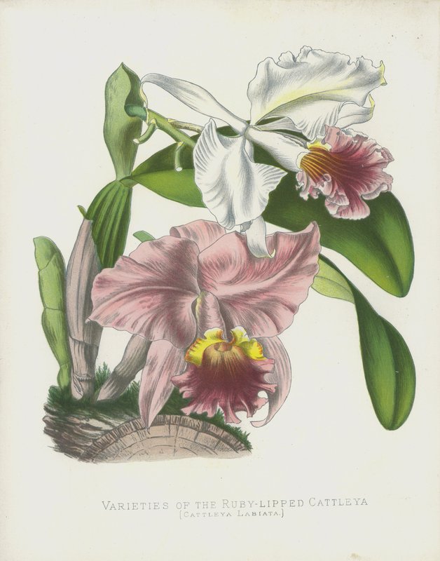 Odrůdy Ruby-Lipped Cattleya, Cattleya Labiata od English School