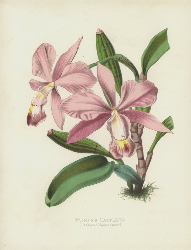 Walkers Cattleya, Cattleya Walkeriana od English School