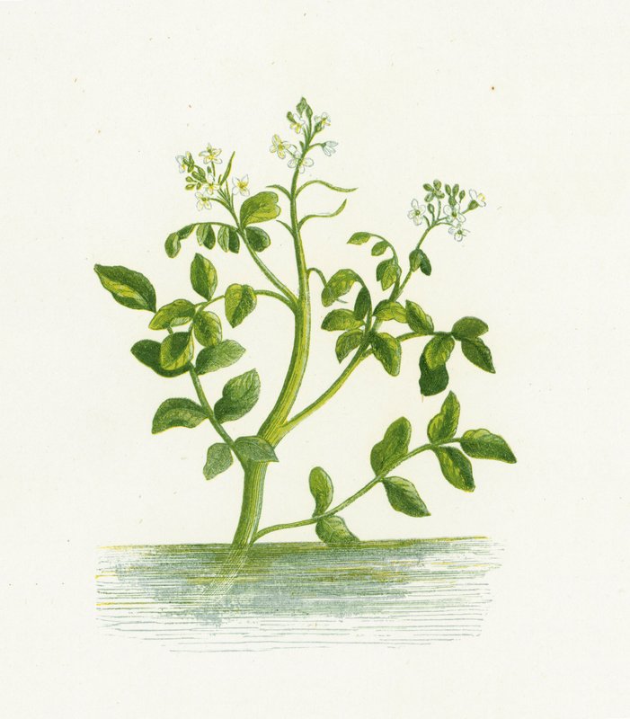 Řeřicha lékařská, Nasturtium Officinale od English School