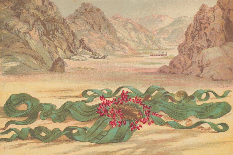 Welwitschia mirabilis, rostlina jihozápadní Afriky od English School