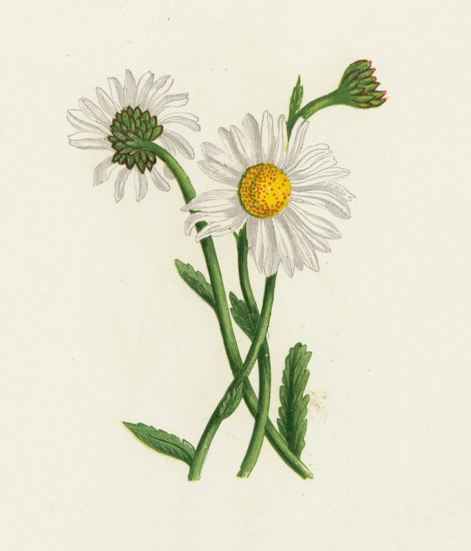Bílé volské oko, Chrysanthemum Leucanthemum od English School