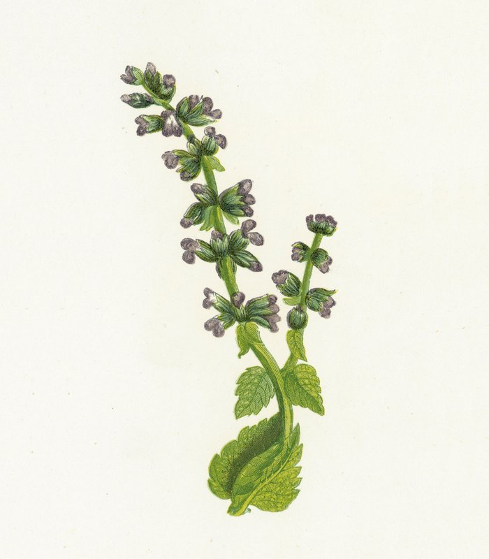 Divoká anglická Clary, nebo Sage, Salvia Verbenaca od English School