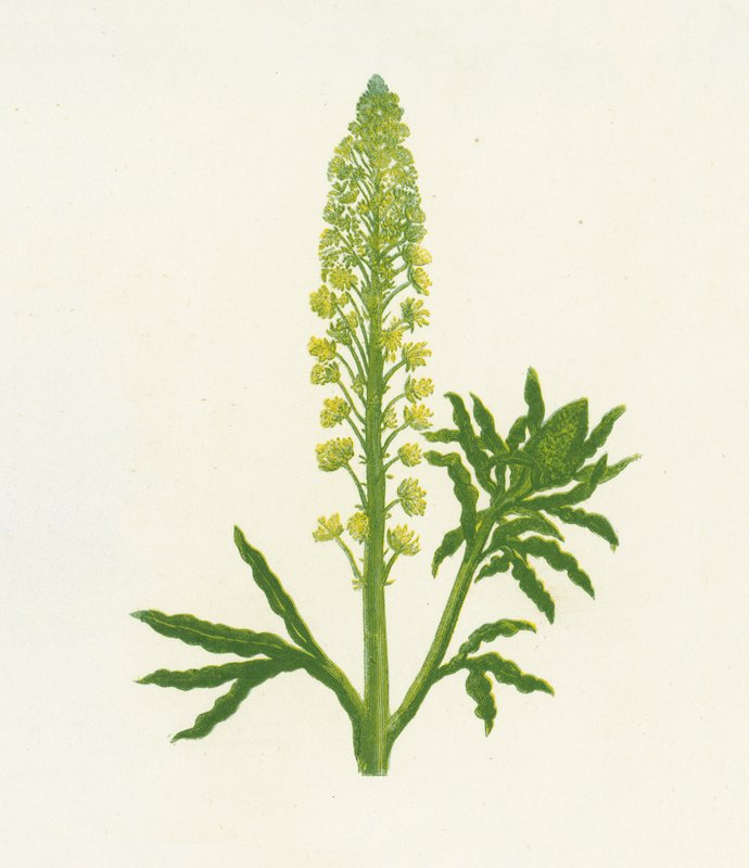 Wild Mignonette, Reseda Lutea od English School