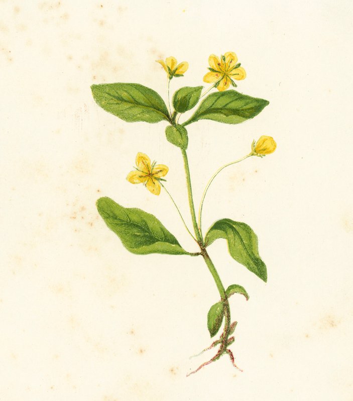 Wood Loosestrife, Lysimachia Woods od English School